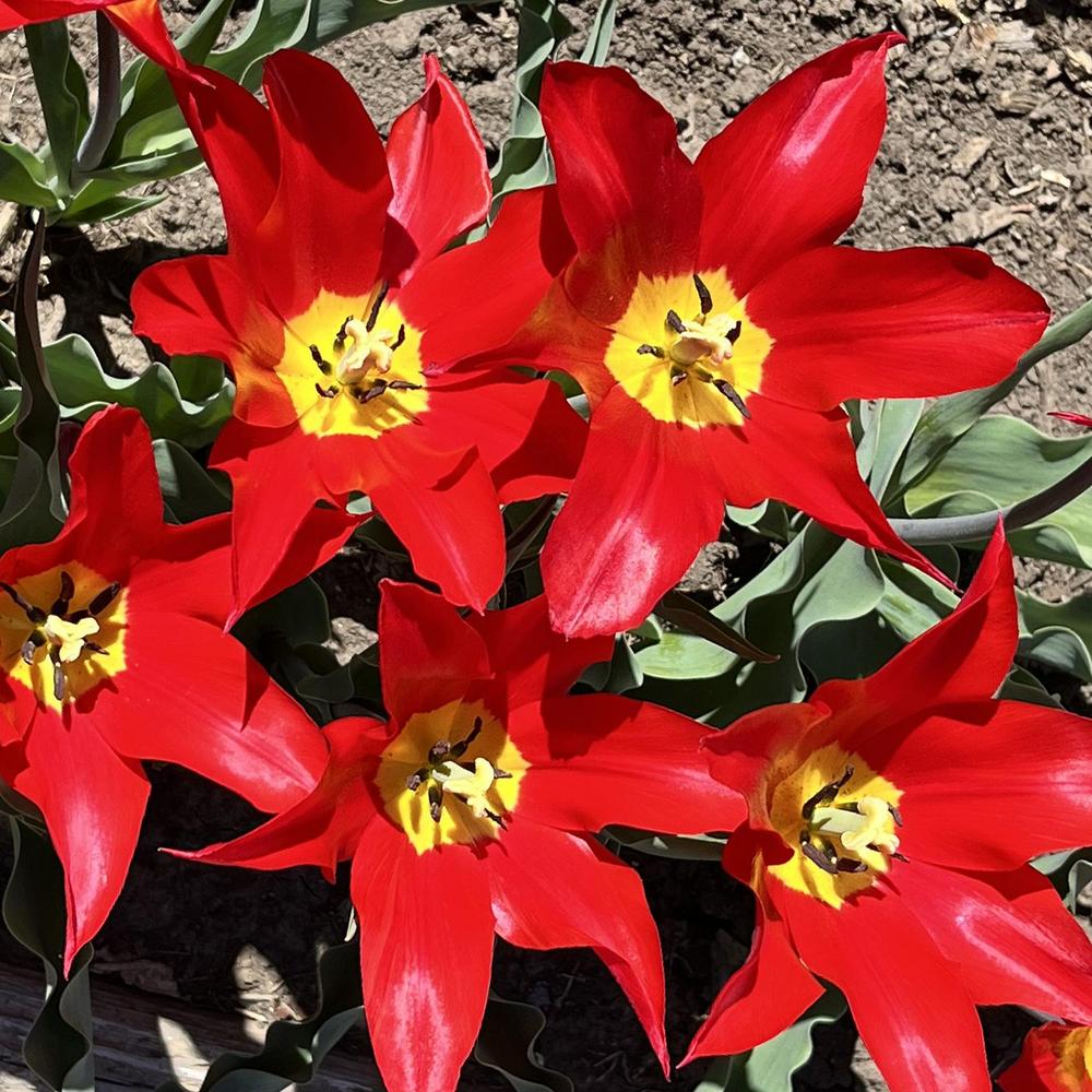 Photo of Tulip (Tulipa 'Istanbul') uploaded by lauriemorningglory