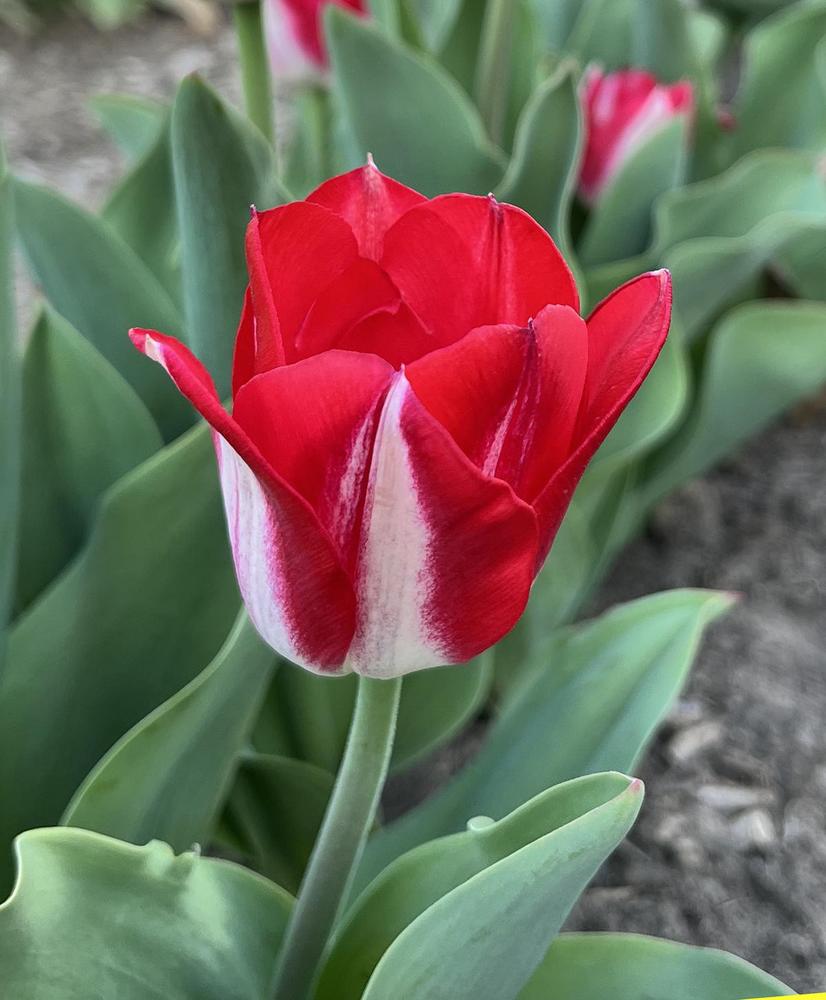 Photo of Triumph Tulip (Tulipa 'Kissable') uploaded by lauriemorningglory