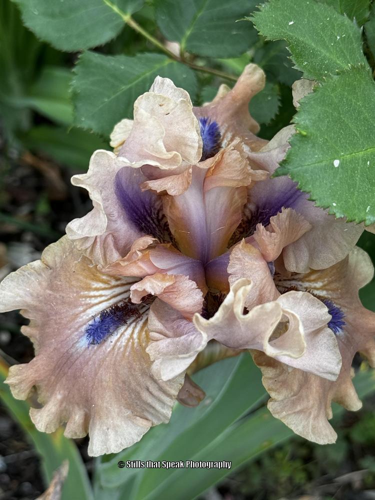 Photo of Intermediate Bearded Iris (Iris 'Bahama Blues') uploaded by Chantell
