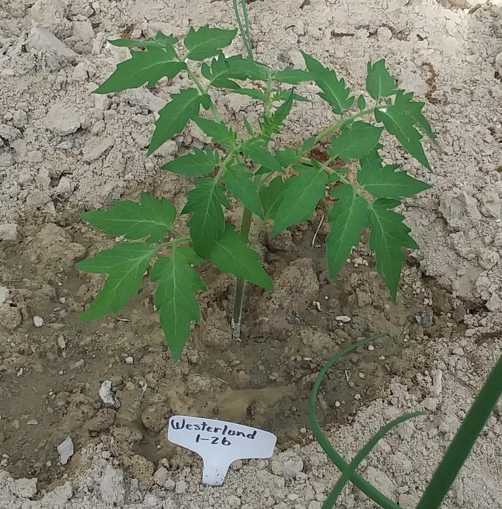 Photo of Tomato (Solanum lycopersicum 'Westerlund 1-26') uploaded by TomatoNut95