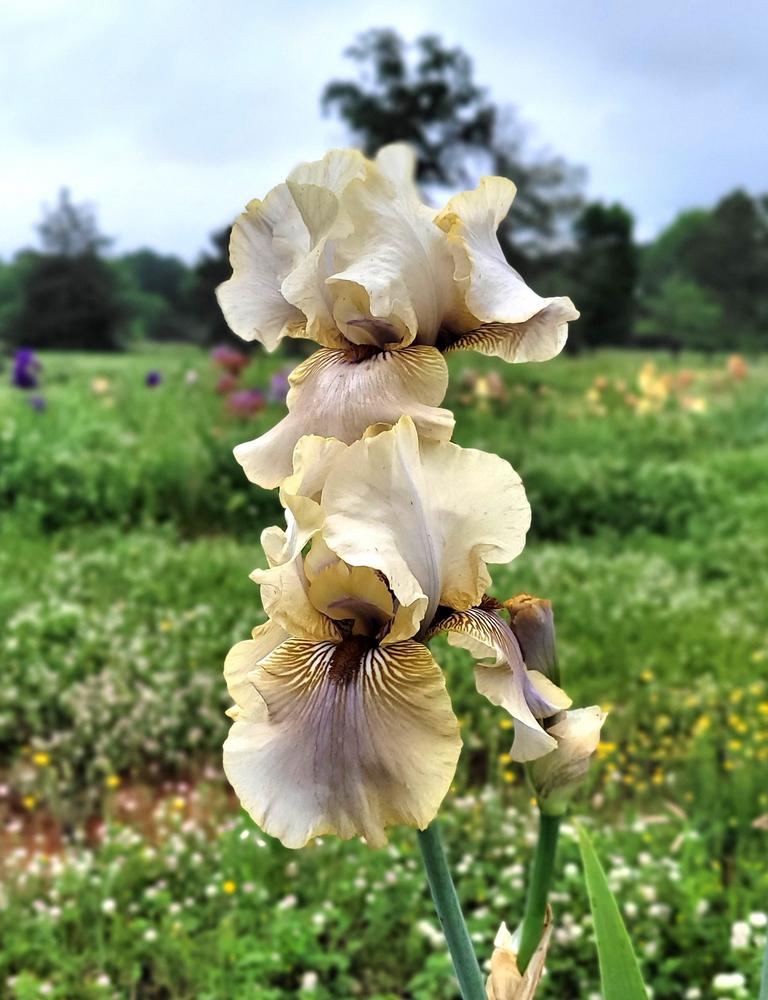 Photo of Tall Bearded Iris (Iris 'Green and Gifted') uploaded by Bitoftrouble