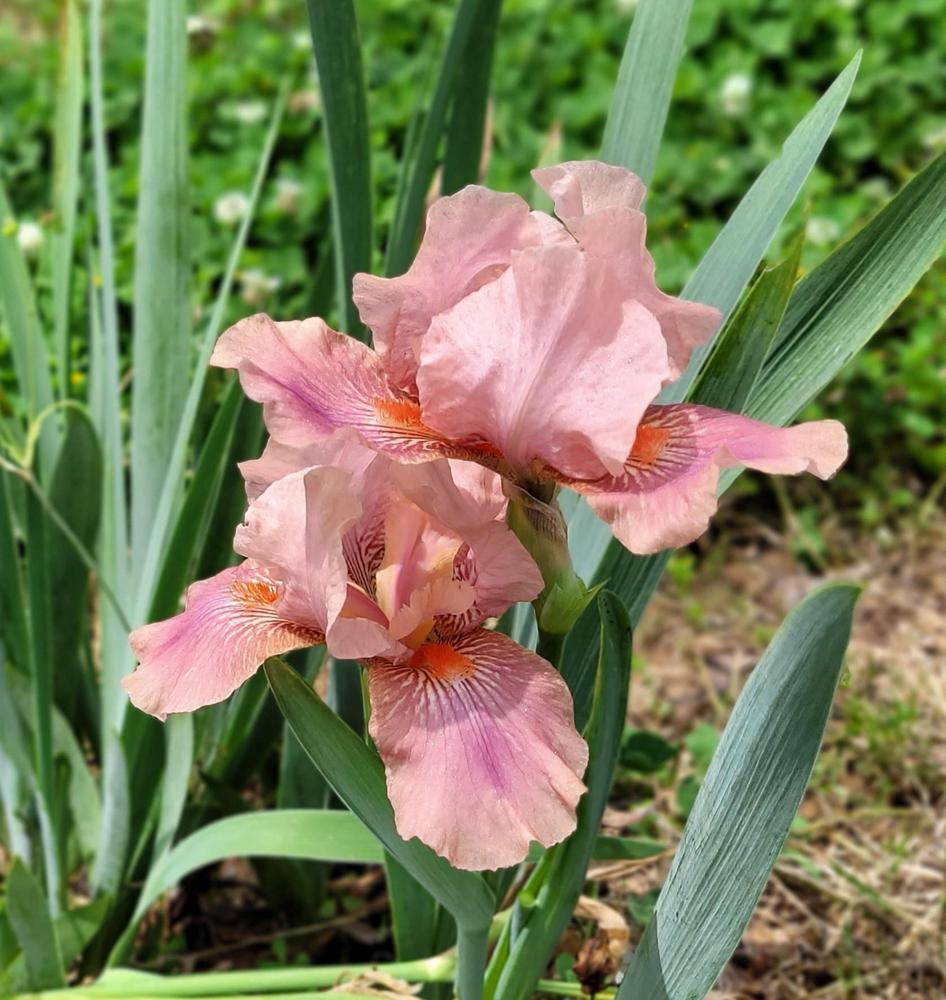 Photo of Intermediate Bearded Iris (Iris 'Strawberry Love') uploaded by Bitoftrouble