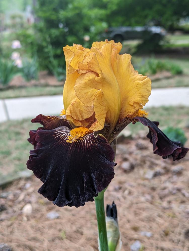 Photo of Tall Bearded Iris (Iris 'Rise Like a Phoenix') uploaded by DixieSwede