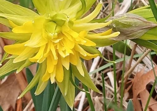 Photo of Double Daffodil (Narcissus 'Rip van Winkle') uploaded by Elfenqueen