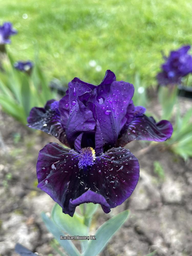Photo of Standard Dwarf Bearded Iris (Iris 'Satin Dreams') uploaded by RachaelHunter
