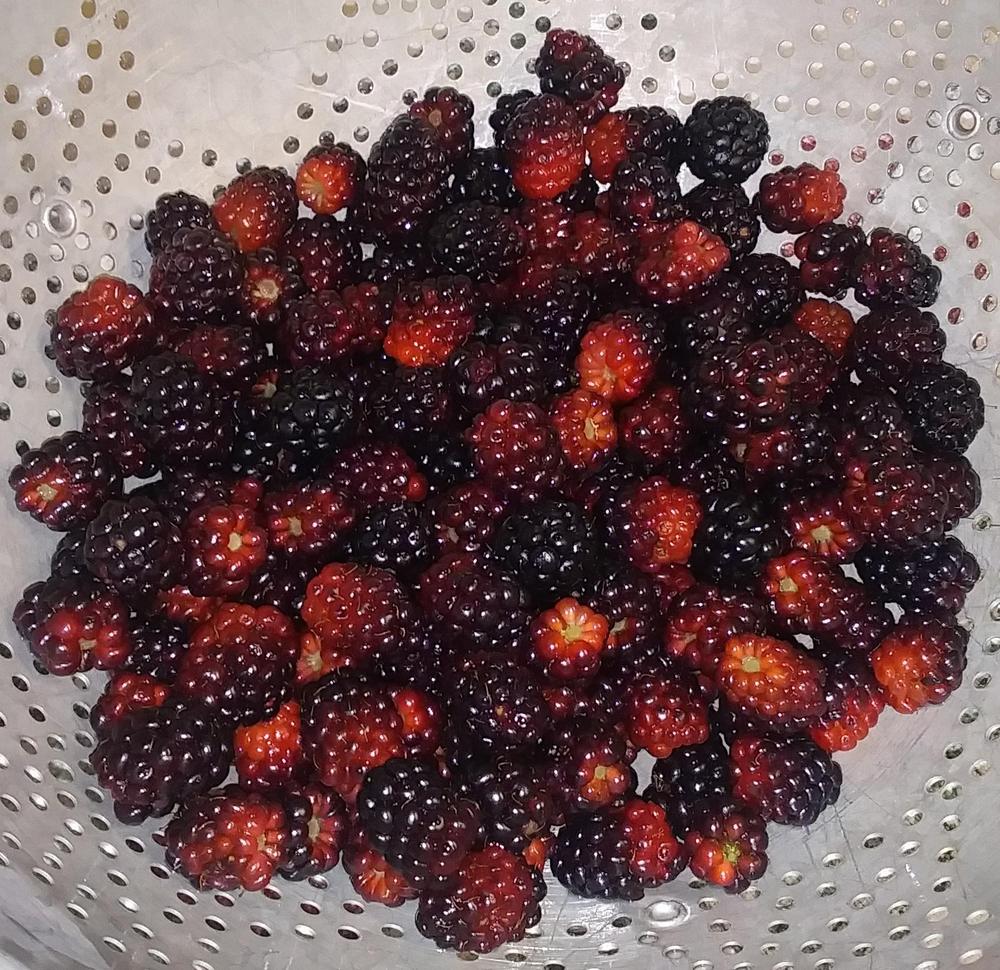 Photo of Wild Blackberry (Rubus cochinchinensis) uploaded by TomatoNut95