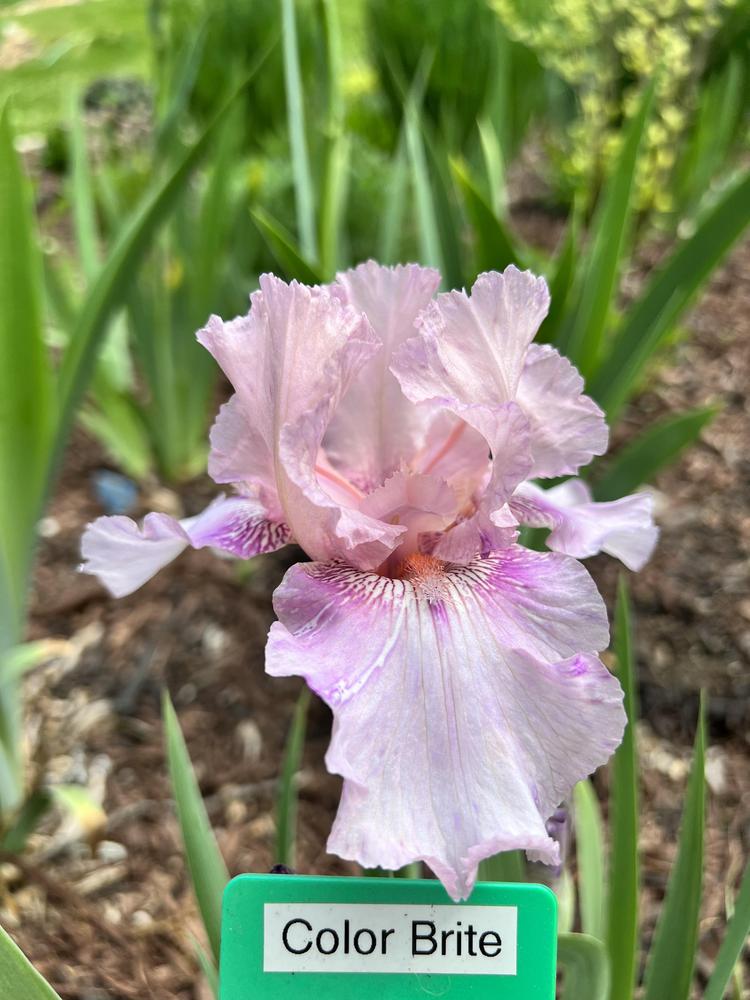 Photo of Border Bearded Iris (Iris 'Color Brite') uploaded by Trutter13