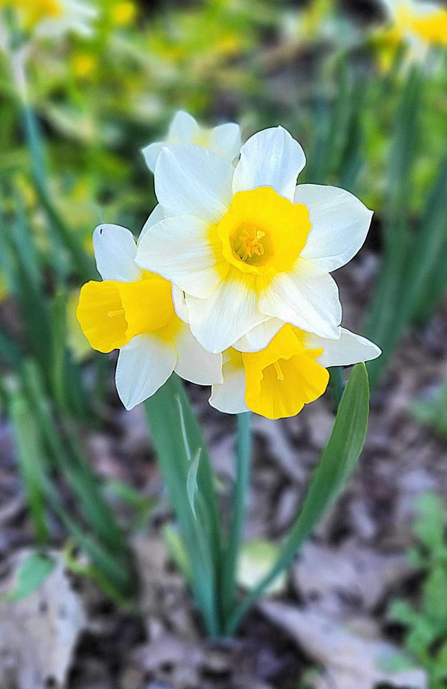 Photo of Jonquilla Daffodil (Narcissus 'Golden Echo') uploaded by dnrevel