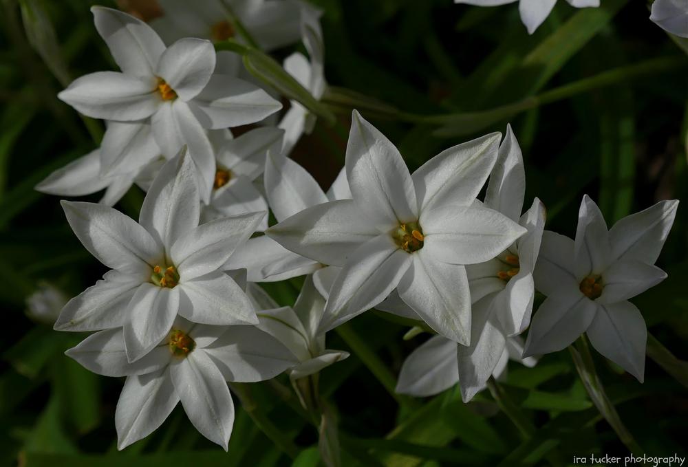 Photo of Spring Starflower (Ipheion uniflorum) uploaded by drirastucker