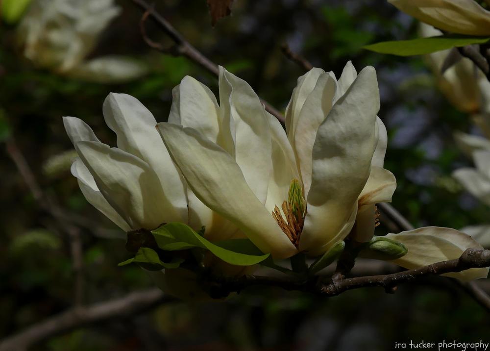 Photo of Magnolia 'Elizabeth' uploaded by drirastucker