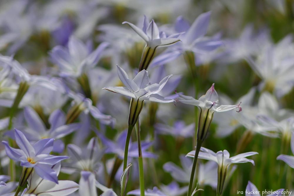 Photo of Spring Starflower (Ipheion uniflorum 'Wisley Blue') uploaded by drirastucker