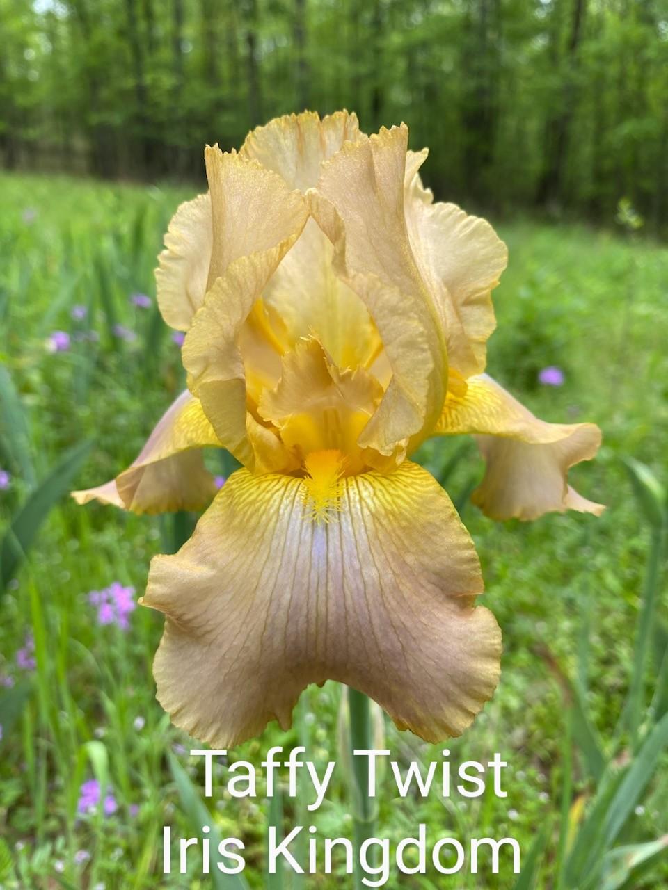 Photo of Tall Bearded Iris (Iris 'Taffy Twist') uploaded by elizabeth1g