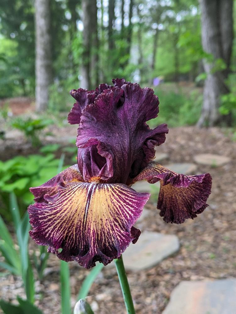 Photo of Tall Bearded Iris (Iris 'Drama Queen') uploaded by DixieSwede
