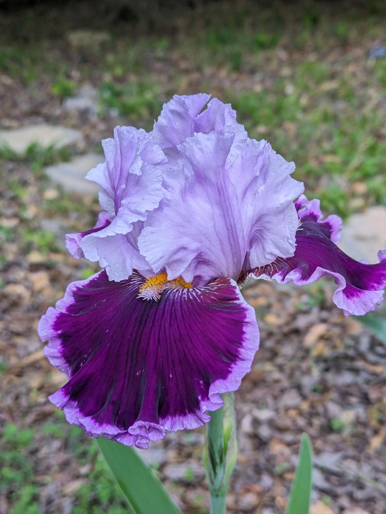 Photo of Tall Bearded Iris (Iris 'Headline News') uploaded by DixieSwede