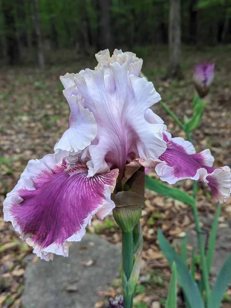 Photo of Tall Bearded Iris (Iris 'Heart Racer') uploaded by DixieSwede