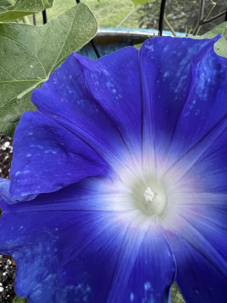 Photo of Japanese Morning Glory (Ipomoea nil 'Stream of Kamo River') uploaded by Floridian
