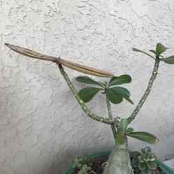 Location: My garden in Tampa, Florida
Date: 2024-04-20
My grafted desert rose seed pods, some seeds are gone with the wi