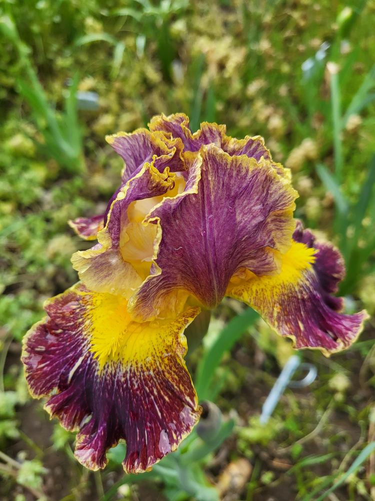 Photo of Intermediate Bearded Iris (Iris 'Lumistreak') uploaded by IrisLily