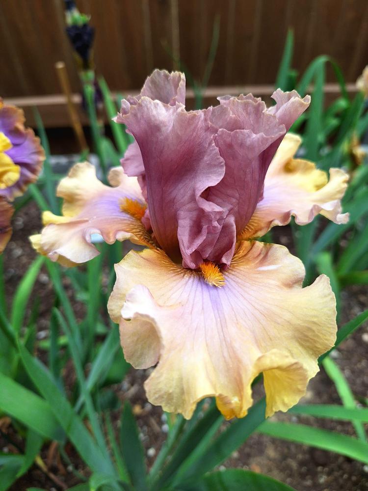 Photo of Tall Bearded Iris (Iris 'Land Down Under') uploaded by javaMom