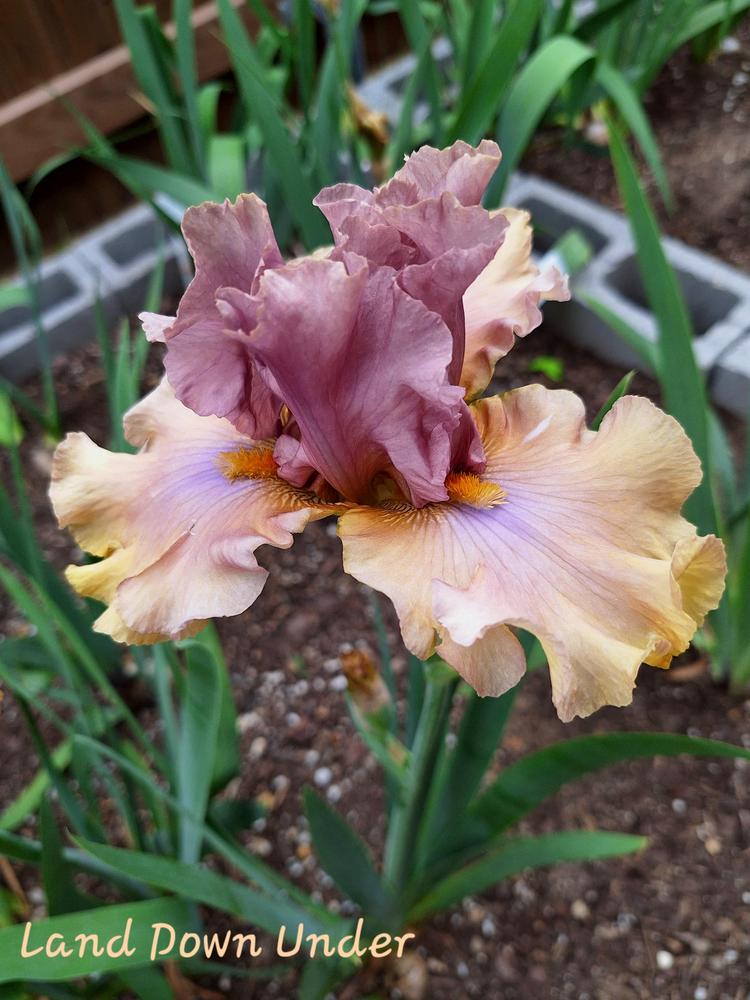 Photo of Tall Bearded Iris (Iris 'Land Down Under') uploaded by javaMom