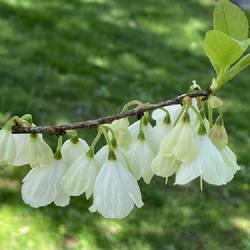 Location: Scott Arboretum, Swarthmore, Pennsylvania
Date: 2024-04-20
Carolina Silverbell Halesia tetraptera