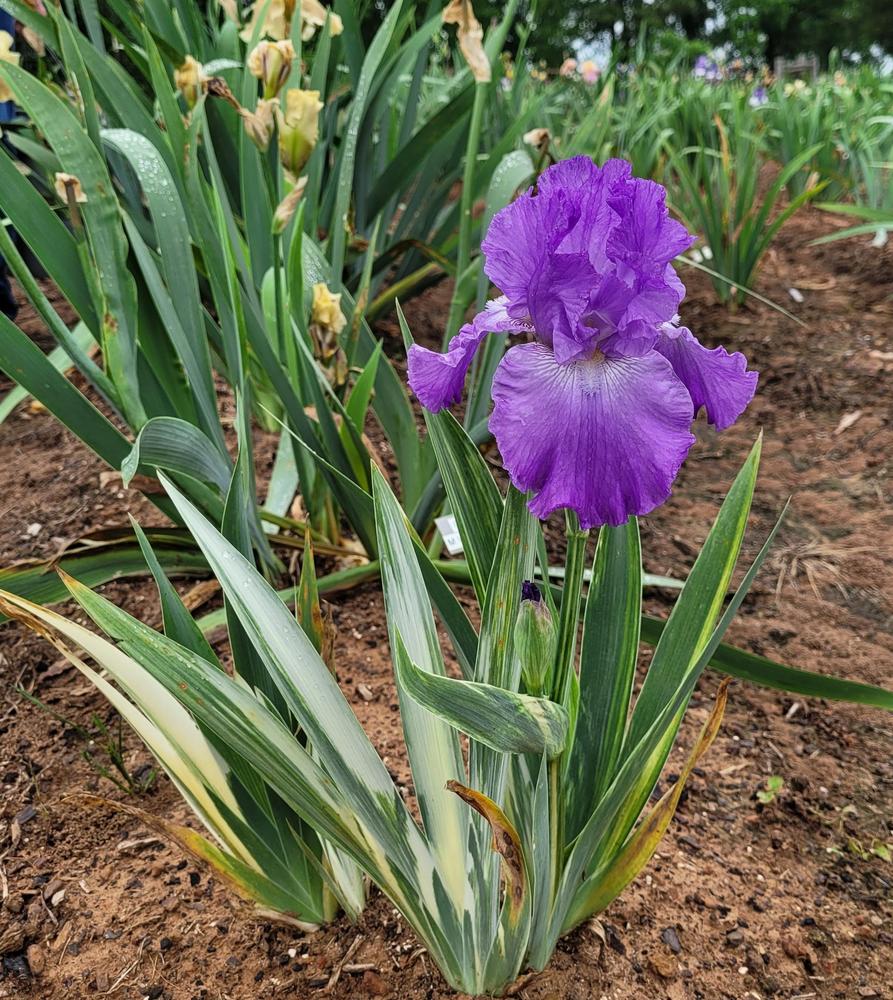 Photo of Tall Bearded Iris (Iris 'Striptease') uploaded by Bitoftrouble