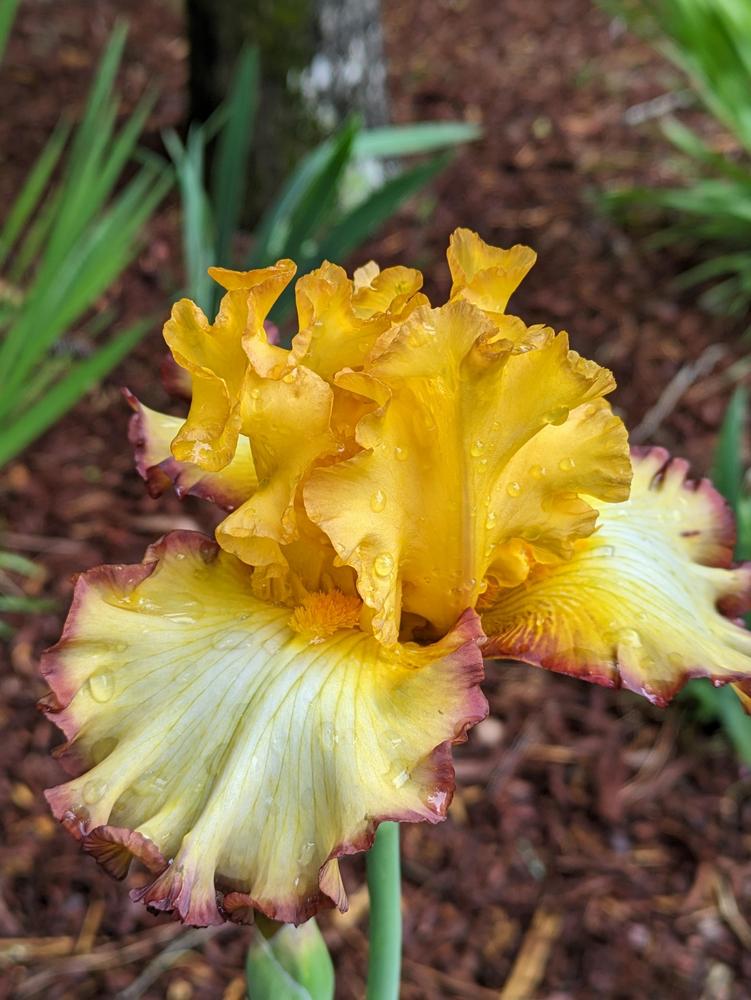 Photo of Tall Bearded Iris (Iris 'Rare Coin') uploaded by DixieSwede