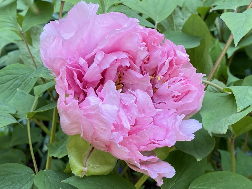Photo of Tree Peony (Paeonia x suffruticosa 'Jeanne d'Arc') uploaded by csandt