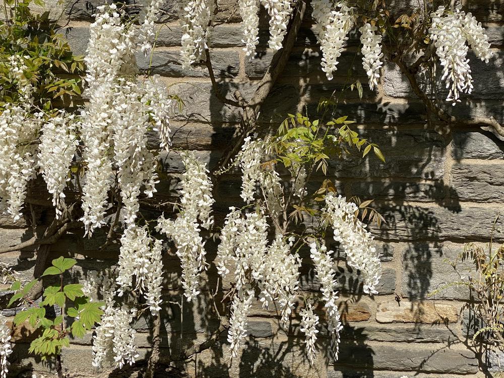 Photo of Chinese Wisteria (Wisteria sinensis 'Alba') uploaded by csandt