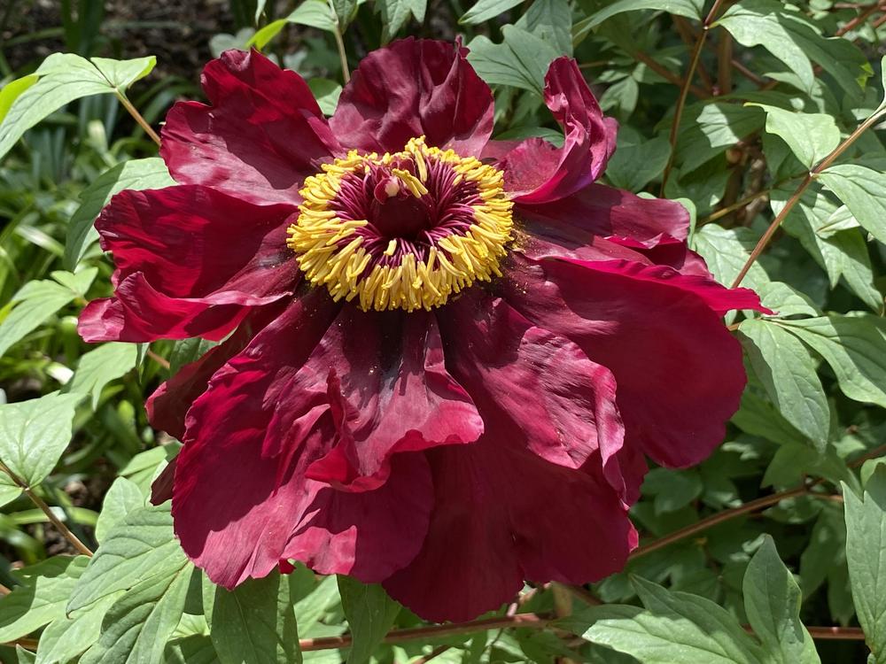 Photo of Peony (Paeonia 'Elizabeth Blair Hirsch') uploaded by csandt