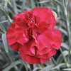 Dianthus Scent First Passion