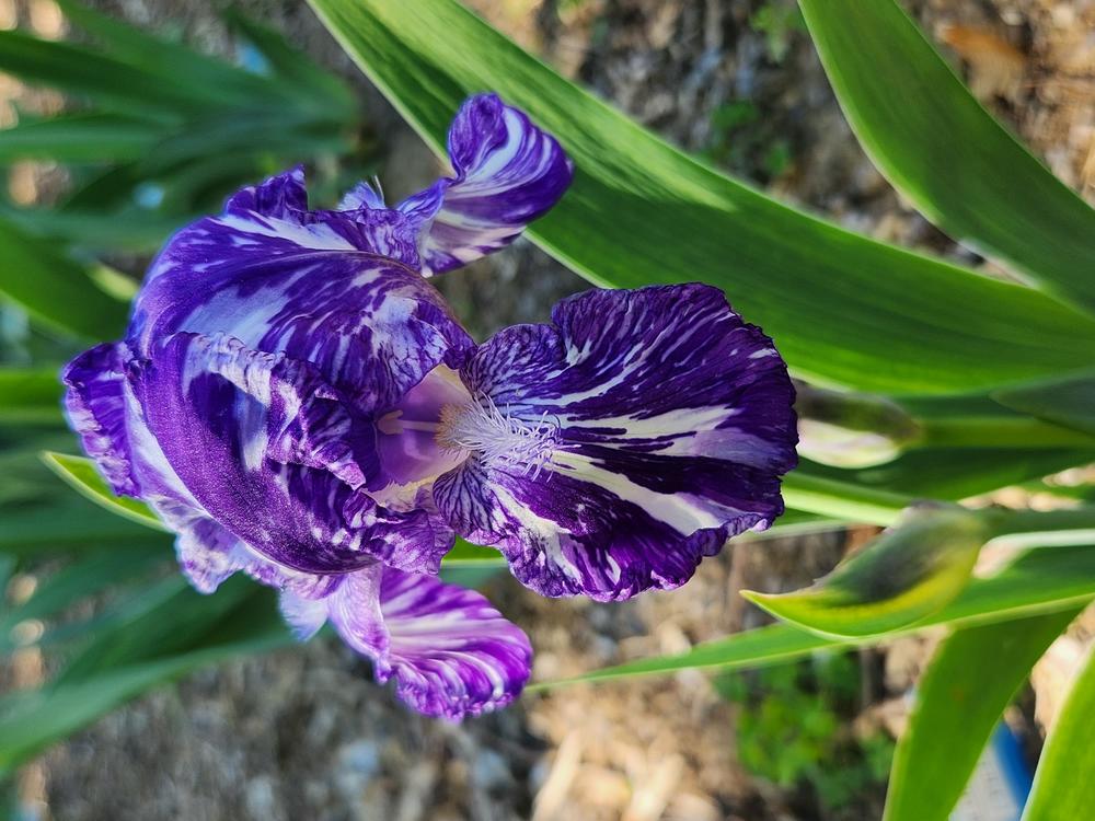 Photo of Intermediate Bearded Iris (Iris 'Blueberry Filly') uploaded by lllee386