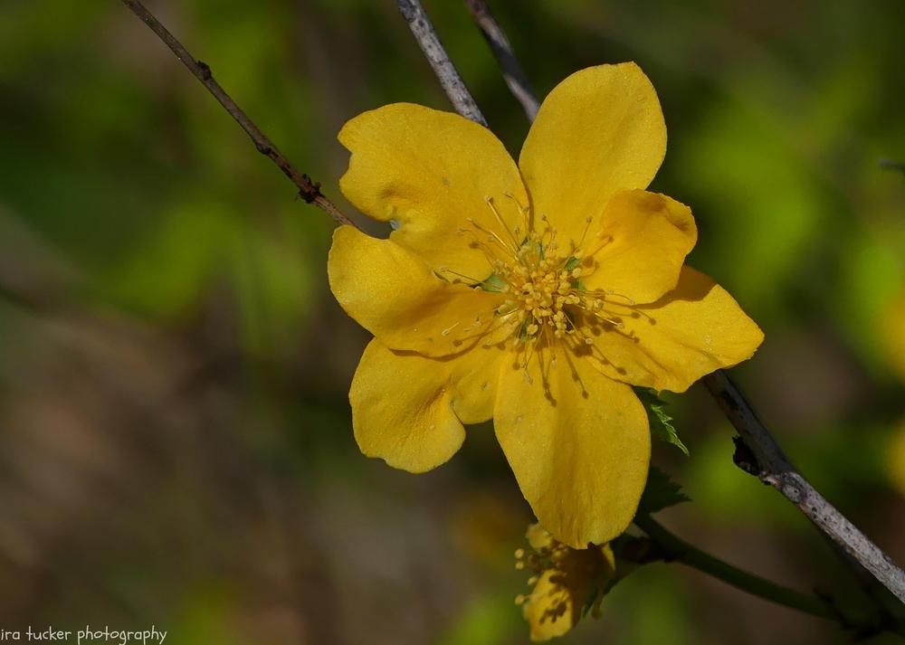 Photo of Japanese Kerria (Kerria japonica 'Chiba Gold') uploaded by drirastucker