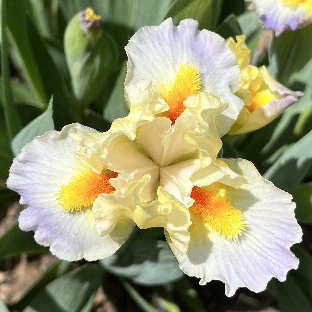 Photo of Standard Dwarf Bearded Iris (Iris 'I'm in Love') uploaded by lauriemorningglory
