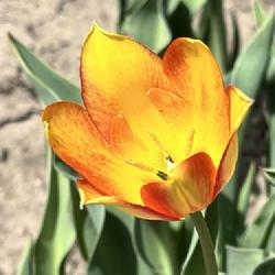 Location: southeast Nebraska 
Date: 2024-04-22
Late blooming