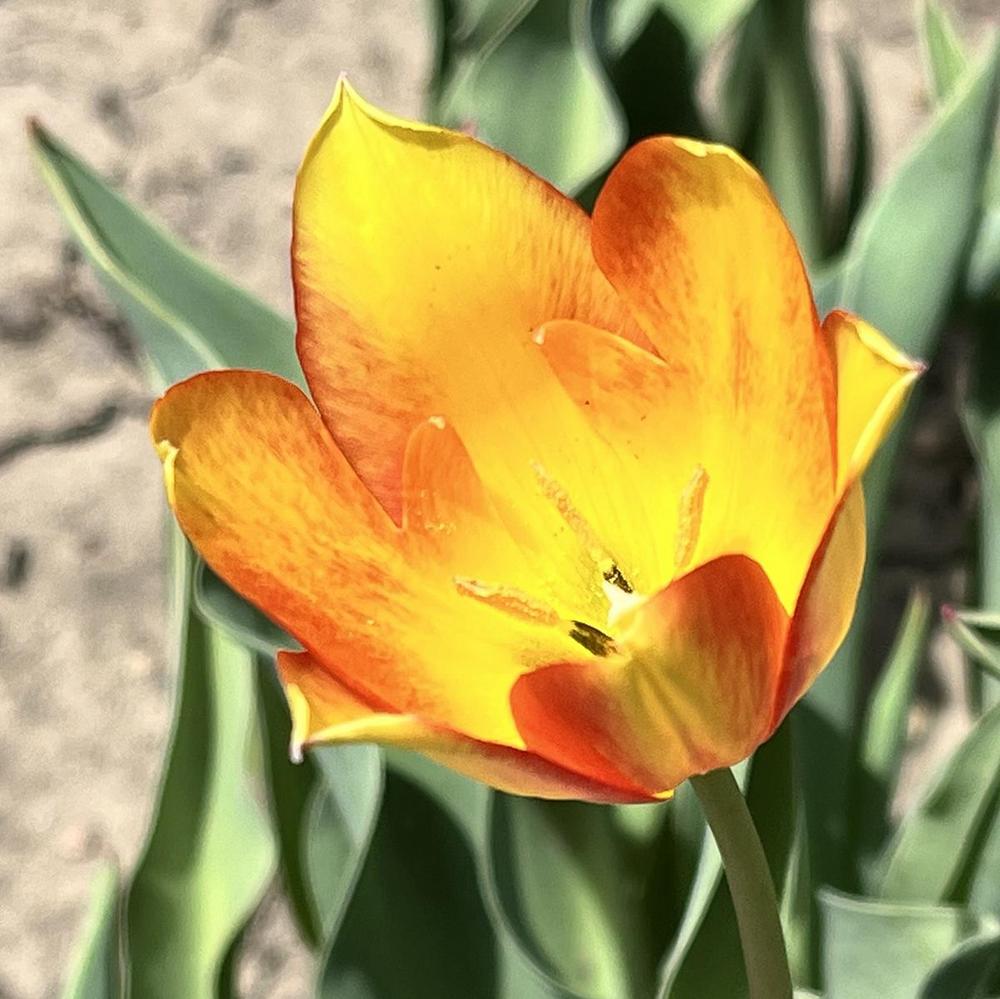 Photo of Tulip (Tulipa 'Dancing Fairy') uploaded by lauriemorningglory
