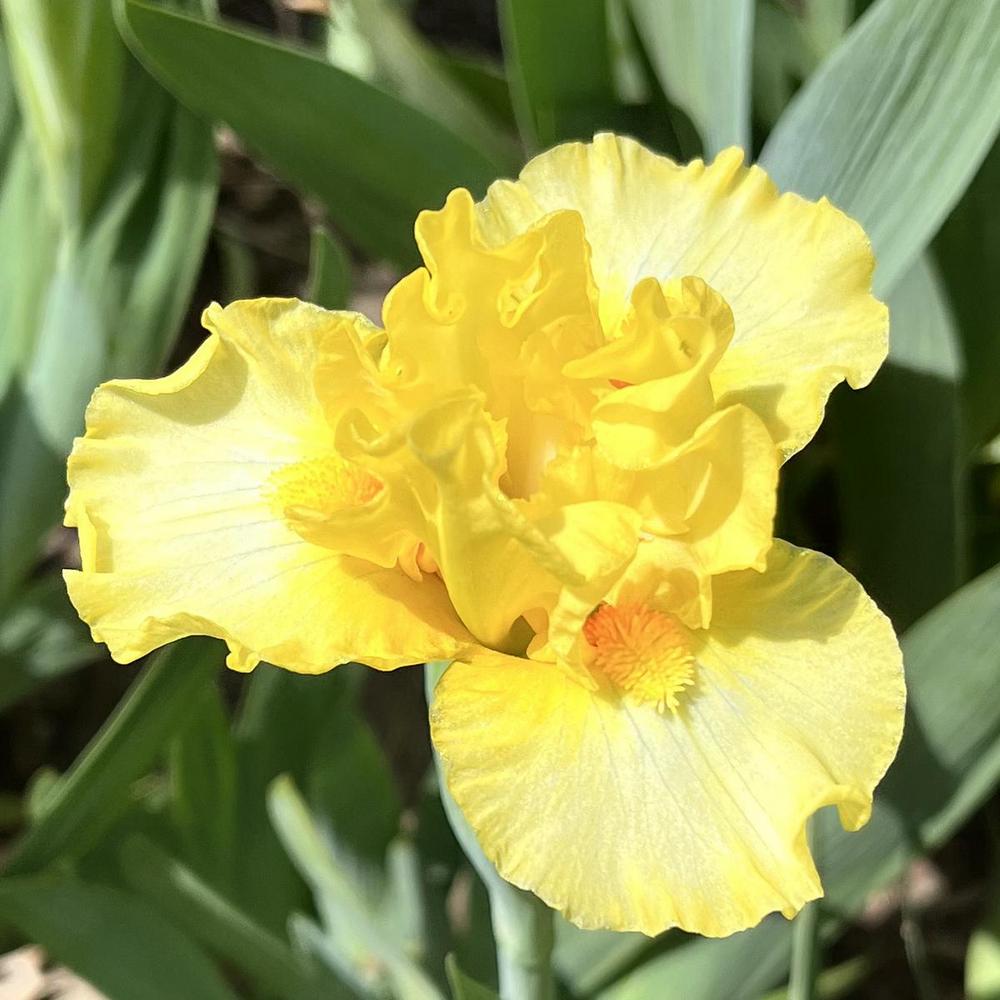 Photo of Standard Dwarf Bearded Iris (Iris 'Full Alert') uploaded by lauriemorningglory