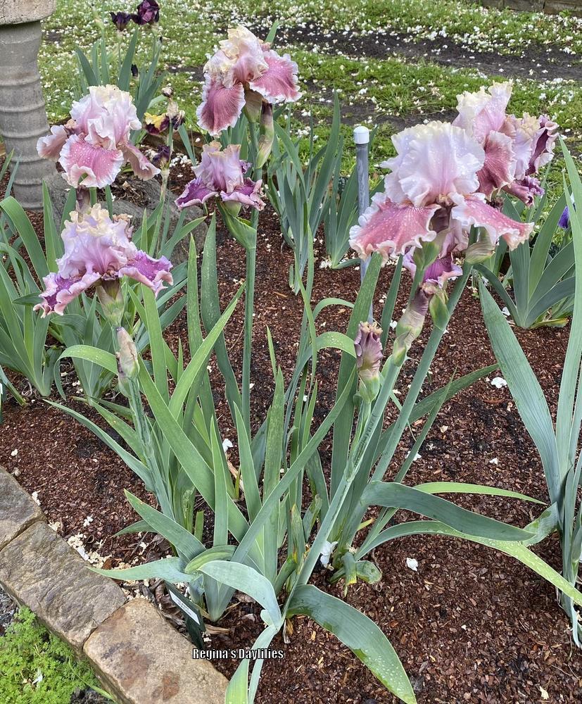 Photo of Tall Bearded Iris (Iris 'Heart Racer') uploaded by scflowers