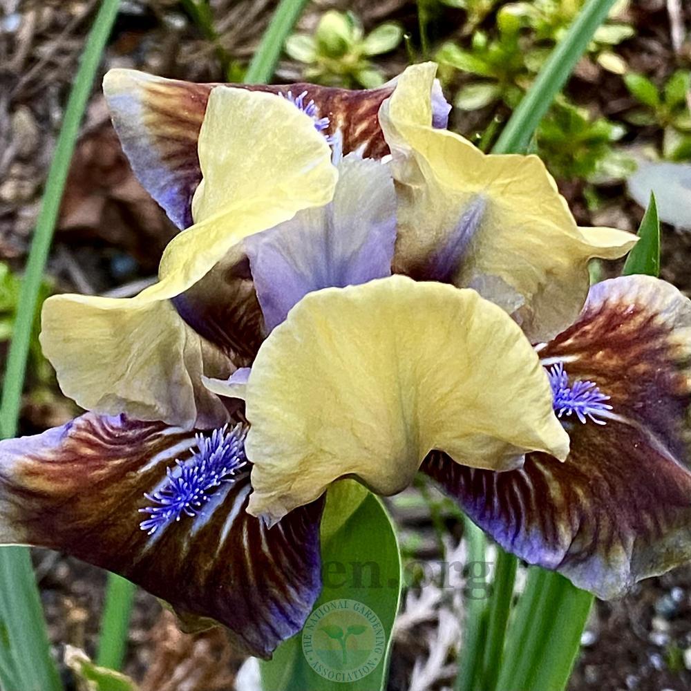 Photo of Standard Dwarf Bearded Iris (Iris 'Rainbow Rim') uploaded by springcolor