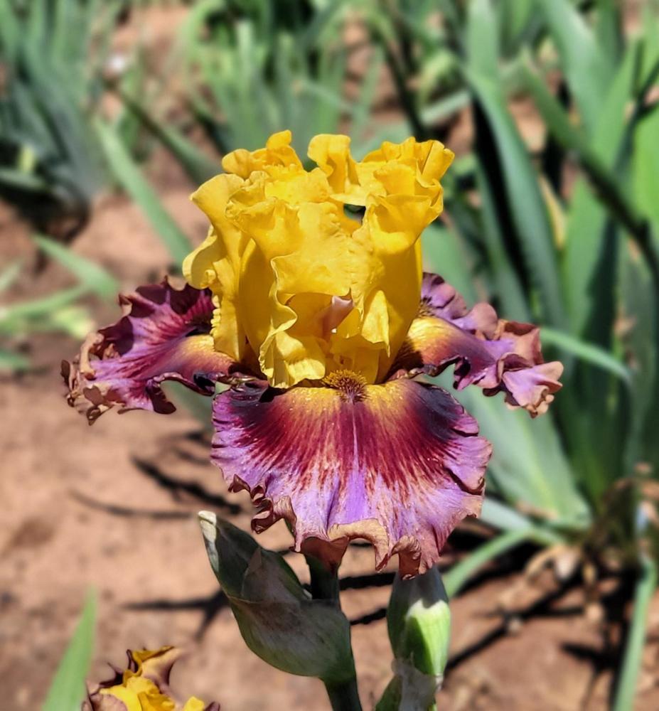 Photo of Tall Bearded Iris (Iris 'Born to Party') uploaded by Bitoftrouble