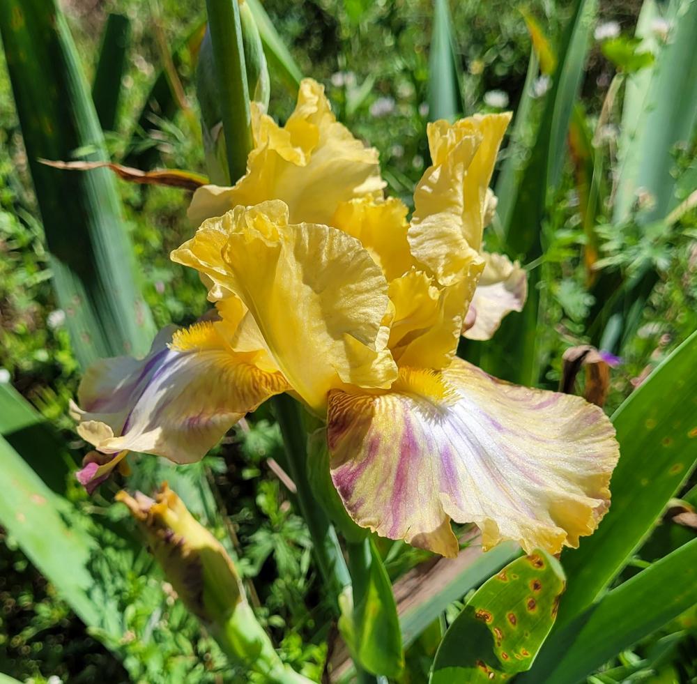 Photo of Tall Bearded Iris (Iris 'Liger') uploaded by Bitoftrouble