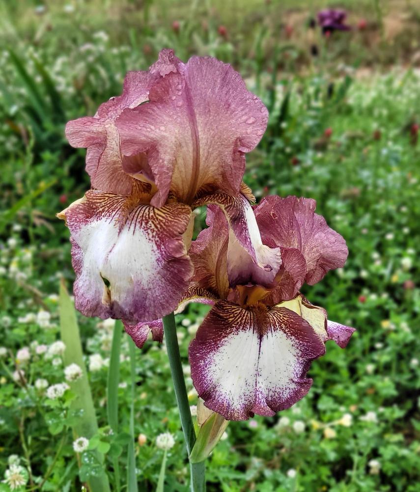 Photo of Tall Bearded Iris (Iris 'Cowboy Up') uploaded by Bitoftrouble