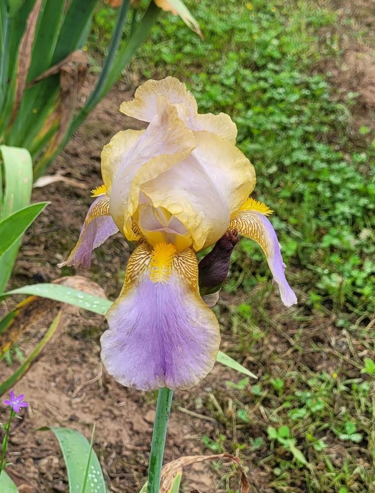 Photo of Tall Bearded Iris (Iris 'Valiant') uploaded by Bitoftrouble
