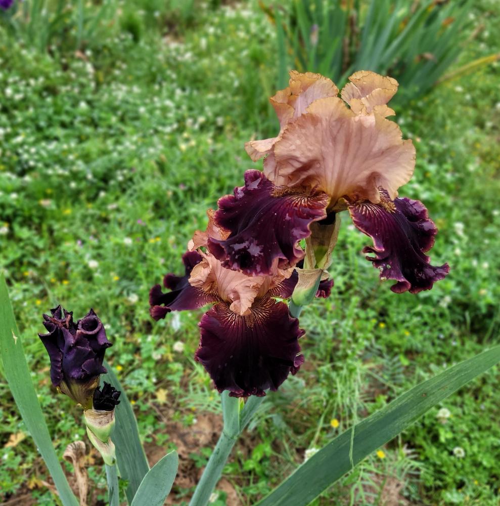 Photo of Tall Bearded Iris (Iris 'Cordoban Leather') uploaded by Bitoftrouble