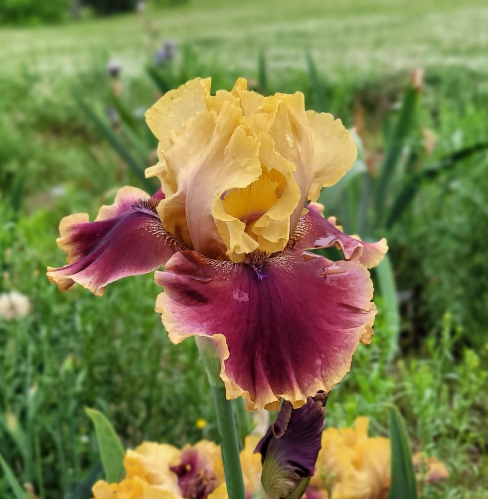 Photo of Tall Bearded Iris (Iris 'North Rim') uploaded by Bitoftrouble