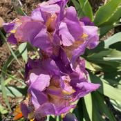 Acacia Rose at Bloomer-Rang Iris Farm
