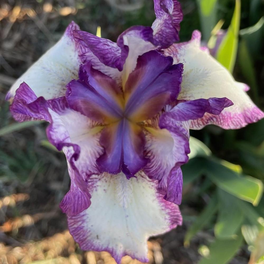 Photo of Intermediate Bearded Iris (Iris 'Raspberry Acres') uploaded by Bloomerrang