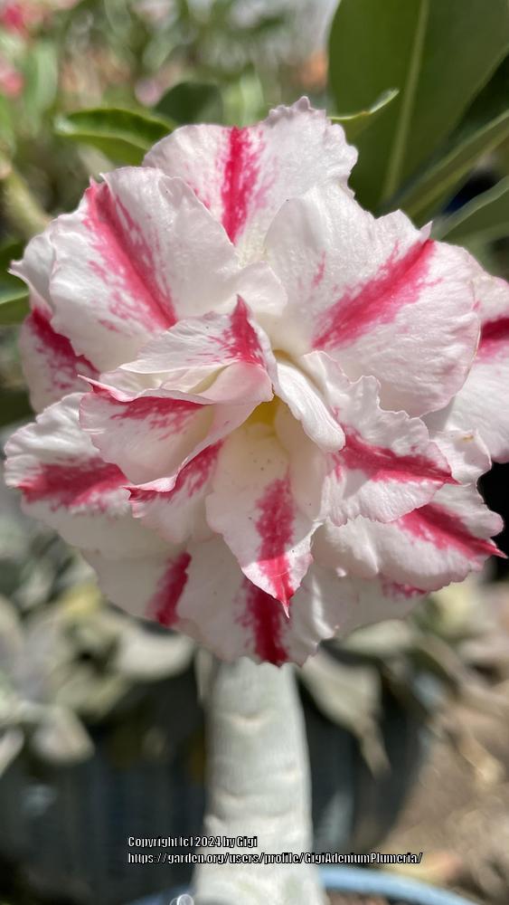 Photo of Desert Rose (Adenium obesum 'Picollo') uploaded by GigiAdeniumPlumeria