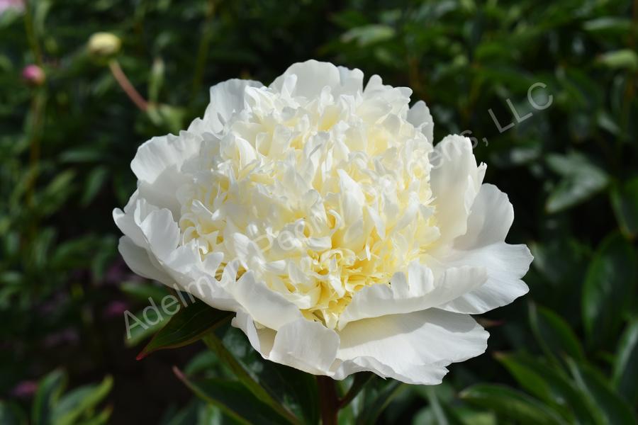 Photo of Peony (Paeonia lactiflora 'Charlie's White') uploaded by Joy