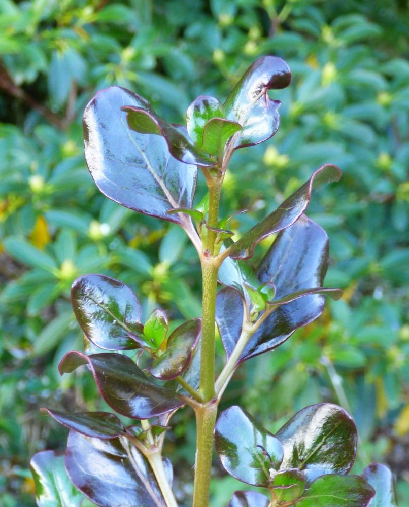 Photo of Coprosma repens 'Plum Hussey' uploaded by KGFerg